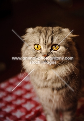 Scottish Fold Cat