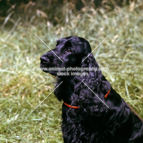 sh ch colinwood jackdaw of lochnell,  english cocker spaniel portrait, 