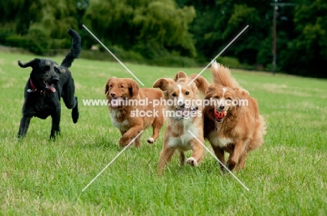 four Nova Scotia Duck Tolling Retriever 