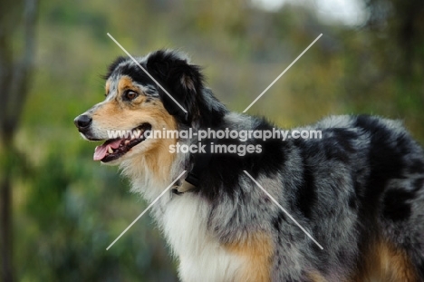 Australian Shepherd looking ahead