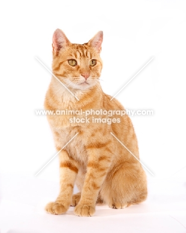 red tabby cat on white background