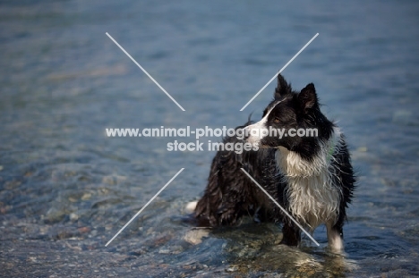 black and white border collie standing still in a lake