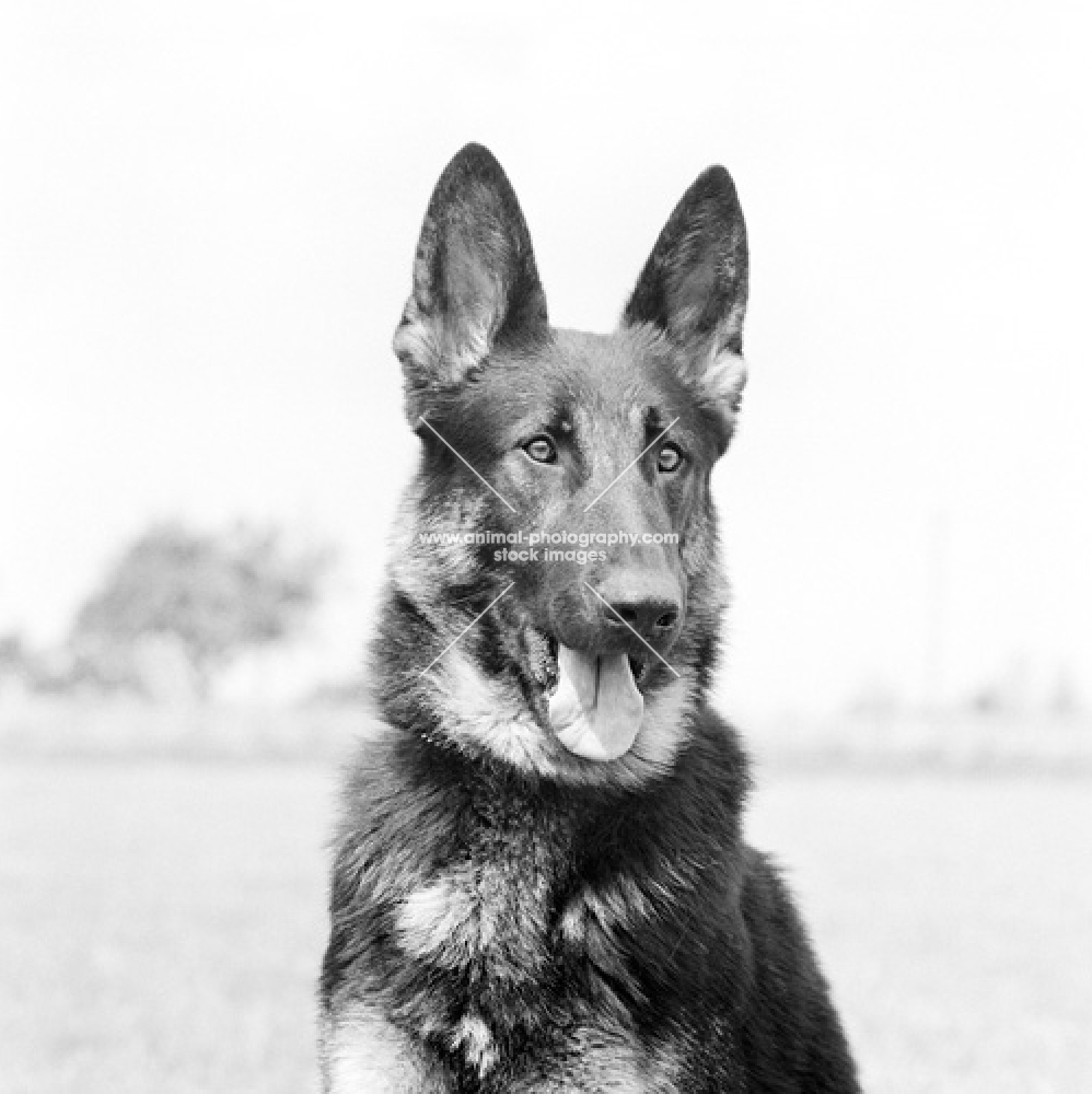 german shepherd dog, portrait