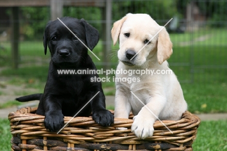 two Labrador Retriever puppies, one black and the other cream coloured