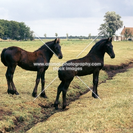 two Friesian foals in field by drainage ditch in Holland