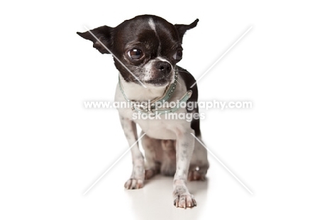 Chihuahua on white background