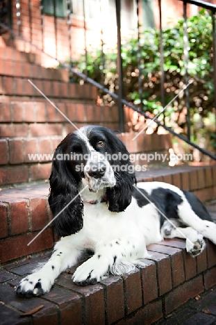 springer spaniel sitting on stairs