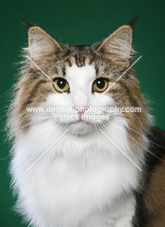 Norwegian Forest Cat on green background