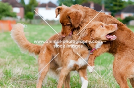 two Nova Scotia Duck Tolling Retrievers play fighting in field