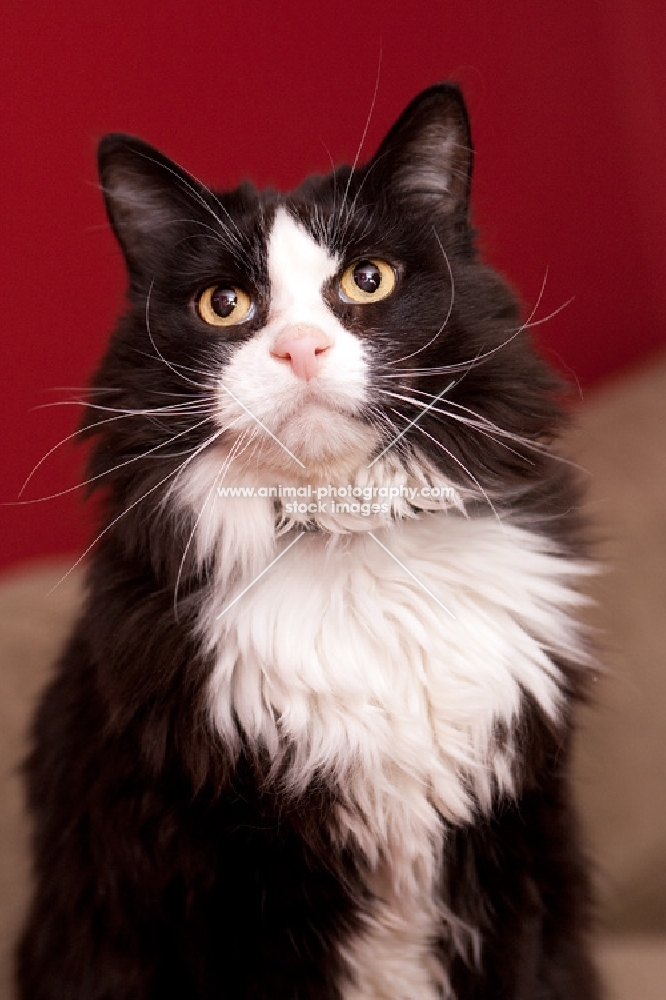 Black and white cat sitting