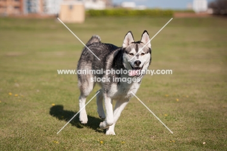 Husky running on grass