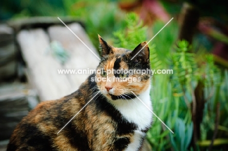 calico cat (tortoiseshell and white) outdoors