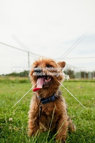 yorkie on grass