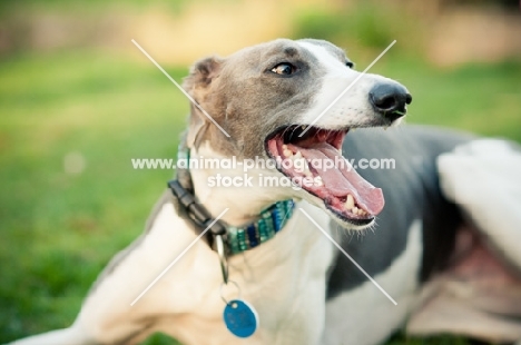 Lurcher, looking happy