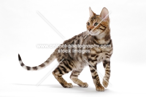 young Bengal cat, walking