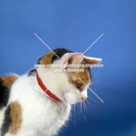 tortoiseshell and white non pedigree cat wearing a collar 