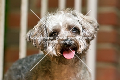 Yorkipoo (Yorkshire Terrier / Poodle Hybrid Dog) also known as Yorkiedoodle, portrait