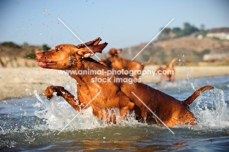 Hungarian Vizsla jumping out of water