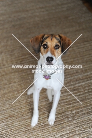 Beagle Mix sitting on rug.