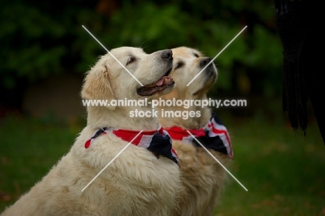 two Golden Retriever sittingm wearing union jack bandanas