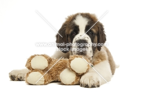 Saint Bernard pup with cuddly toy