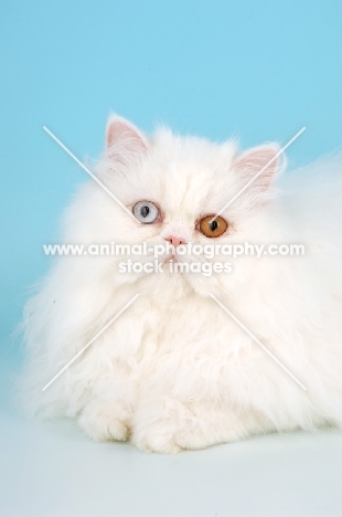 odd eyed white Persian, portrait format