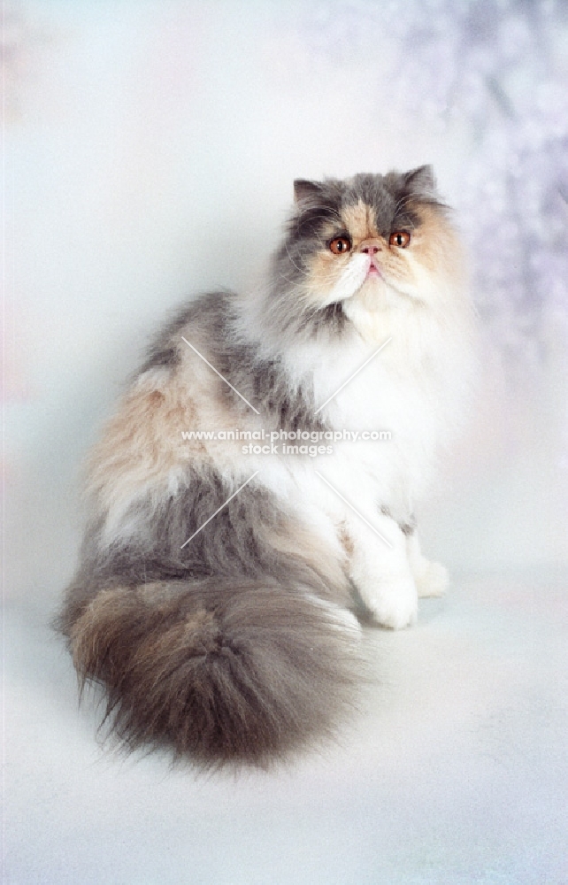 fluffy dilute Persian