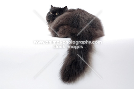 black persian cat, back view