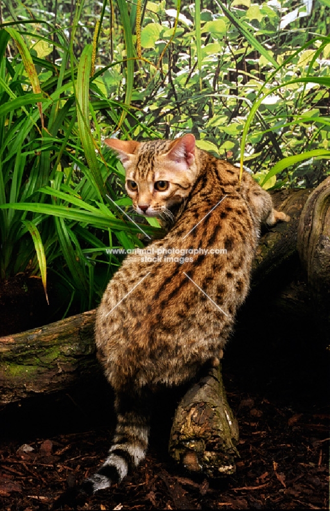 bengal climbing up a branch