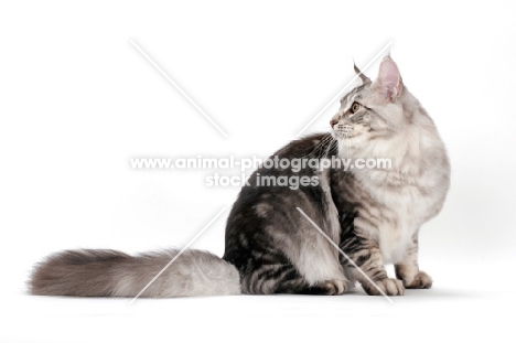 Maine Coon sitting down, silver tabby