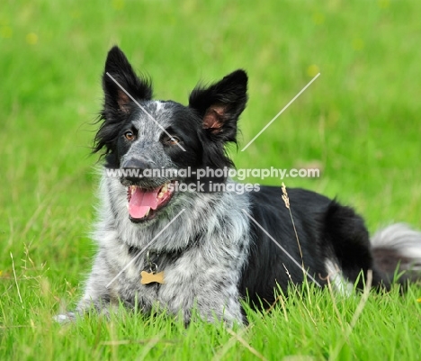 Border Collie