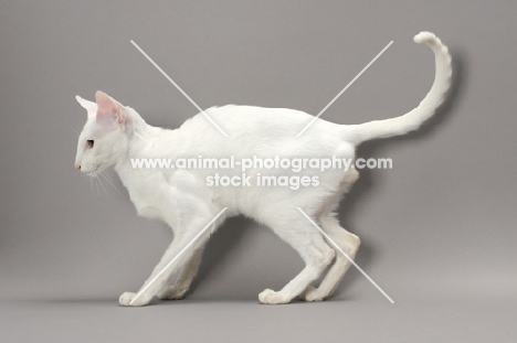 White Odd Eye Oriental Shorthair cat, side view on grey background