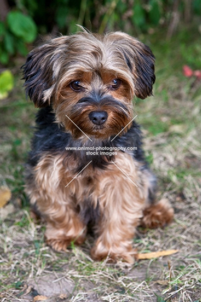 sitting Yorkshire Terrier mixed breed dog with greenery background