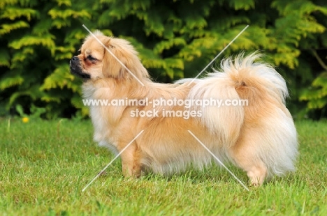 Tibetan Spaniel