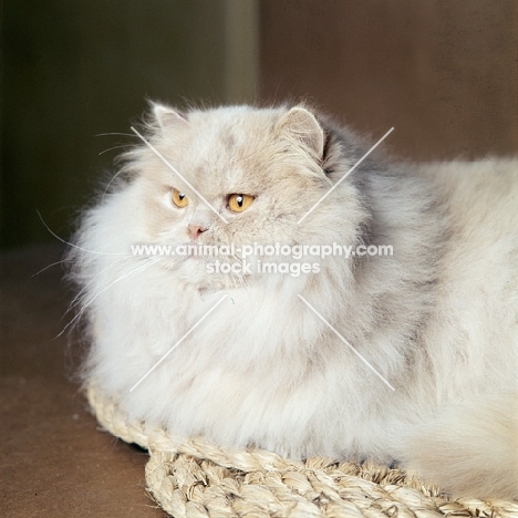 ch wildfell ploughboy, cream long hair cat on mat