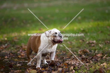 Bulldog outdoors