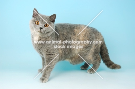 blue cream british shorthair cat standing