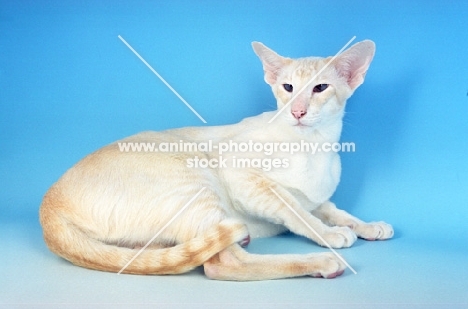 cream tabby Siamese