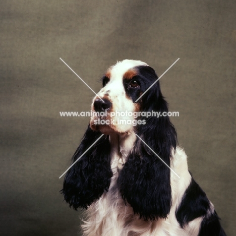 english cocker spaniel portrait