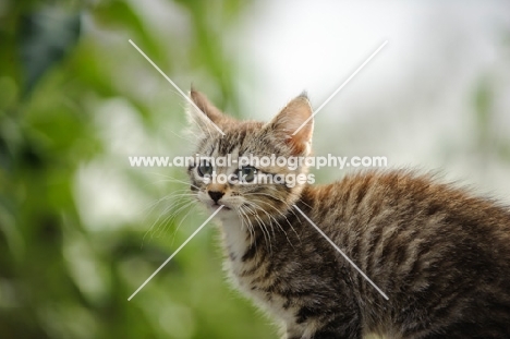 kitten, blurred background