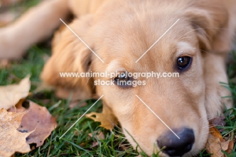 cute puppy looking at camera