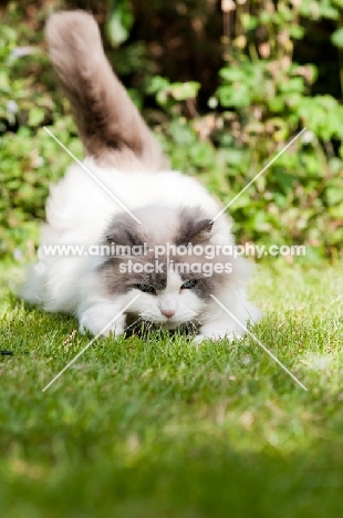 Ragdoll cross Persian playing in garden