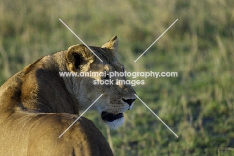 lioness looking back