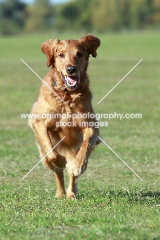 Golden Retriever running