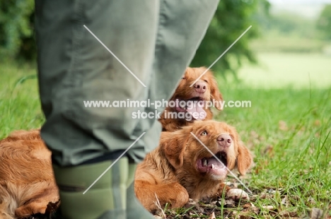 Nova Scotia Duck Tolling Retrievers looking at owner