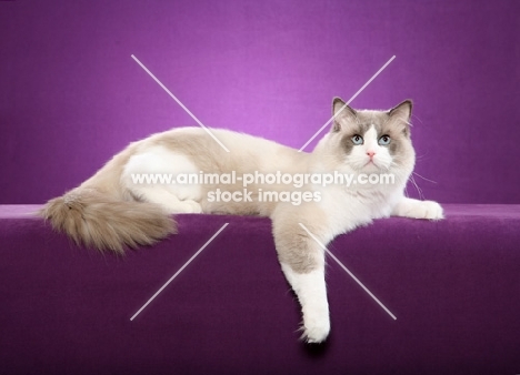 Ragdoll in studio