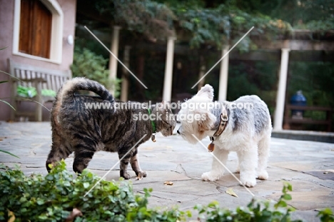 cat and dog smelling each other