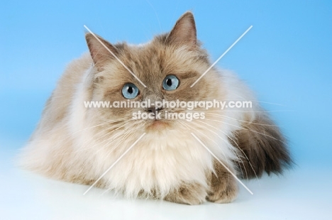 blue colourpoint ragdoll cat, lying down