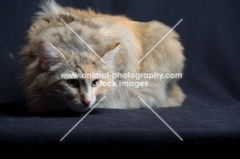 Portrait of champion Kronangens Lucia crouched, studio shot with black background