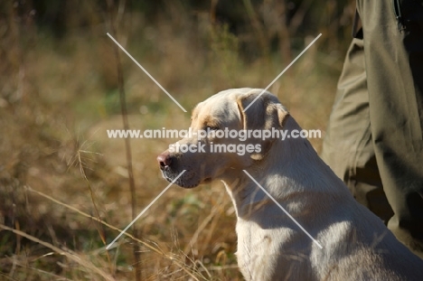 yellow labrador looking ahead